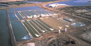 N.B.T.日健総本社ドナリエラ純粋管理培養工場