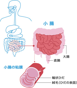 小腸は食べ物の消化・吸収になくてはならない臓器です。 小腸は食べ物の消化・吸収になくてはならない臓器です。
