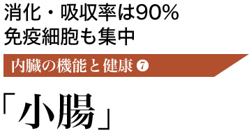 消化・吸収率は90% 免疫細胞も集中 内臓の機能と健康7 小腸 消化・吸収率は90% 免疫細胞も集中 内臓の機能と健康7 小腸