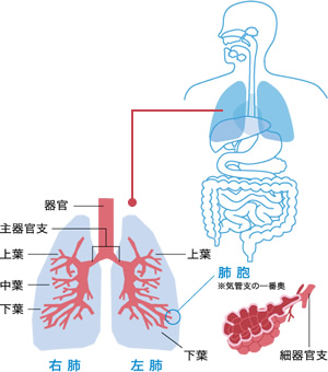 心臓